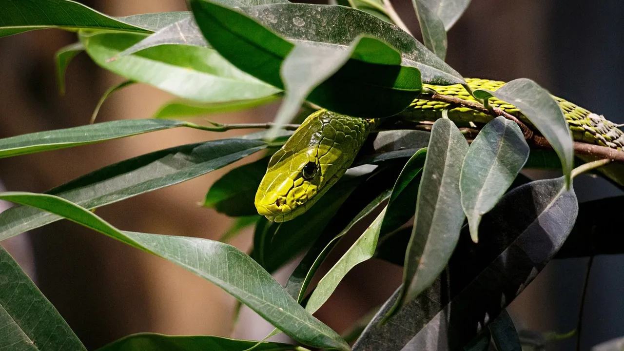 serpiente de fuego